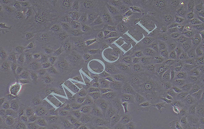 MPC-5小鼠肾足细胞