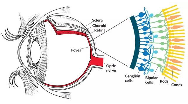 细胞注入微生物视蛋白来获得视力