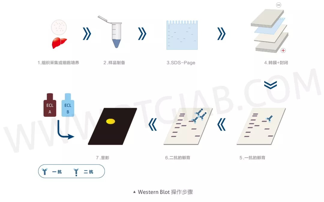WB 又没有条带，你考虑过这些吗？