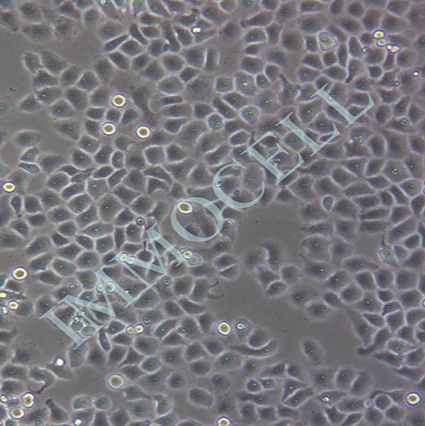 L-o2(人正常肝细胞)丨L02细胞株丨逸漠(immocell)