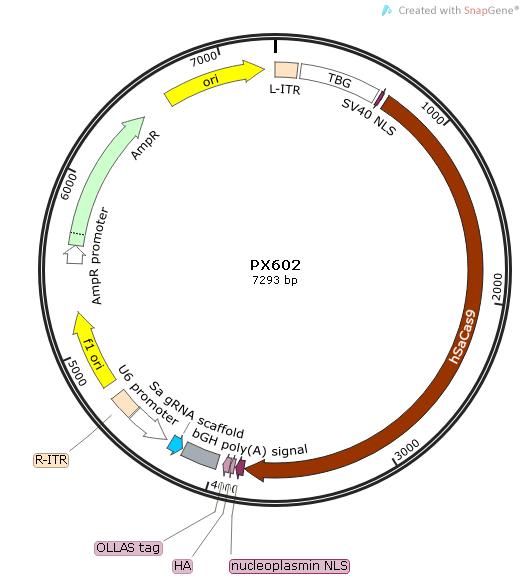 质粒（Plasmid）与载体（Vector）的区别