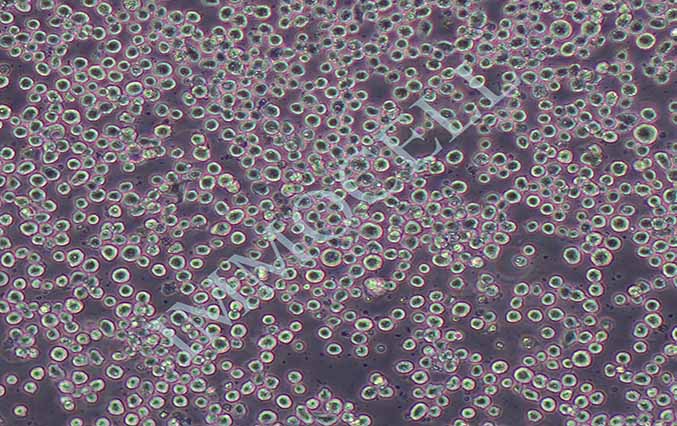 C1498小鼠白血病细胞