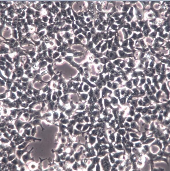 RD细胞、RD细胞、RD细胞