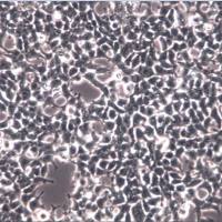 RD细胞、RD细胞、RD细胞