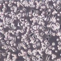 NCTC 1469细胞、NCTC 1469细胞、NCTC 1469细胞