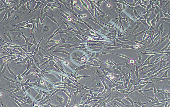 TC-1小鼠肺上皮细胞