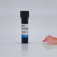 支原体预防试剂(2000×) 支原体清除服务 支原体检测 镜像绮点