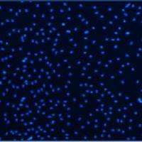 小鼠肝窦内皮细胞