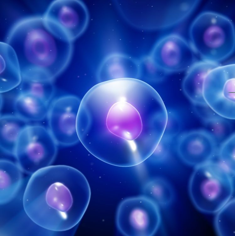 细胞凋亡检测/流式细胞检测/细胞功能检测