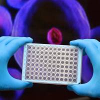 CCK8/细胞增殖检测