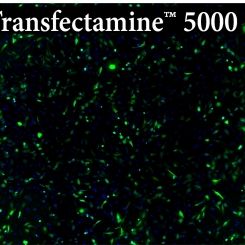 Transfectamine 5000转染试剂：高效、低毒使转染更便捷