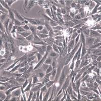 GES-1细胞、GES-1细胞、GES1细胞