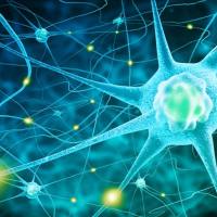 光遗传/ChR2/ArChT/eNpHR