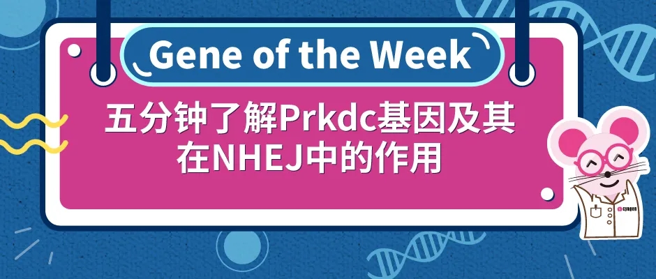 Prkdc基因及其在NHEJ中的作用