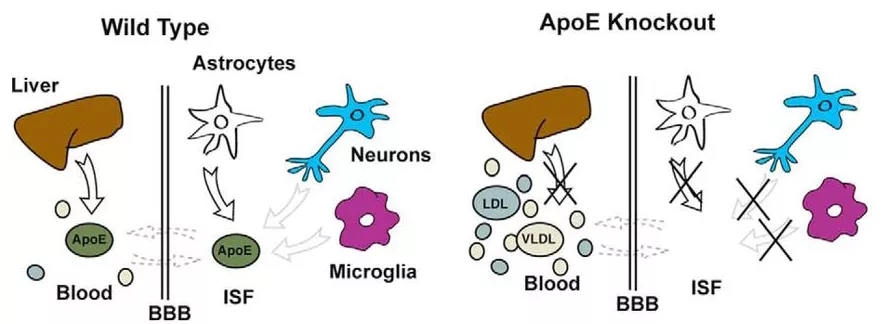 Apoe基因敲除小鼠