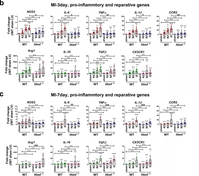 参与心肌梗死后组织修复的重要分子
