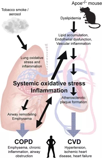 Apoe基因敲除小鼠
