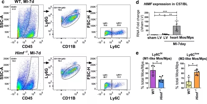 参与心肌梗死后组织修复的重要分子