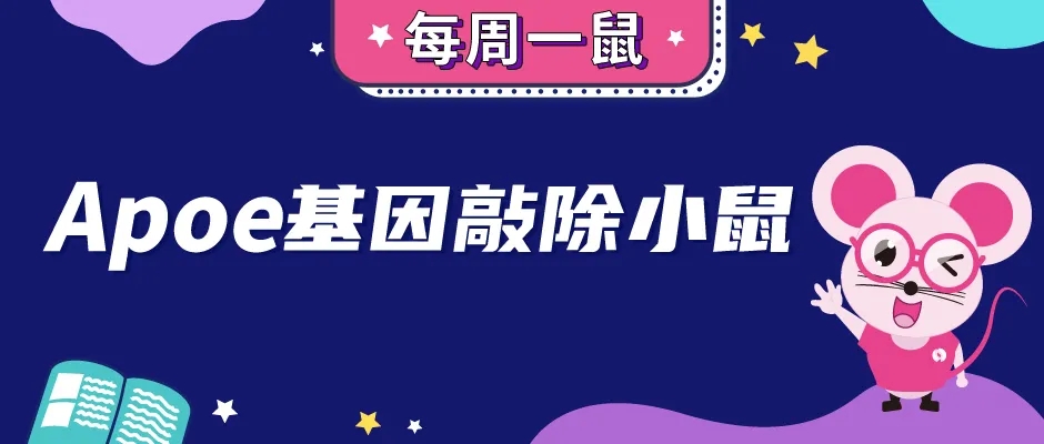 Apoe基因敲除小鼠