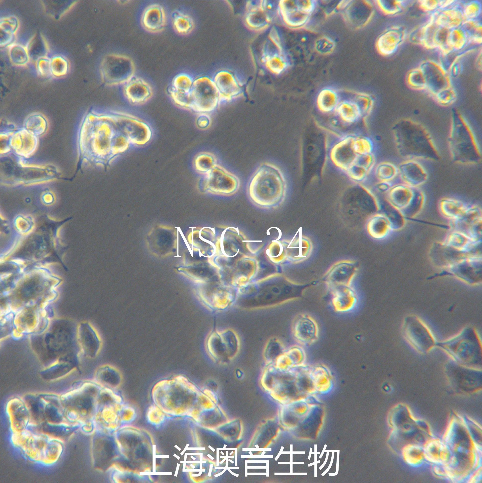 NSC-34[NSC34,nsc34]小鼠神经元细胞