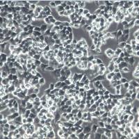 A2780细胞、A2780细胞、A2780细胞