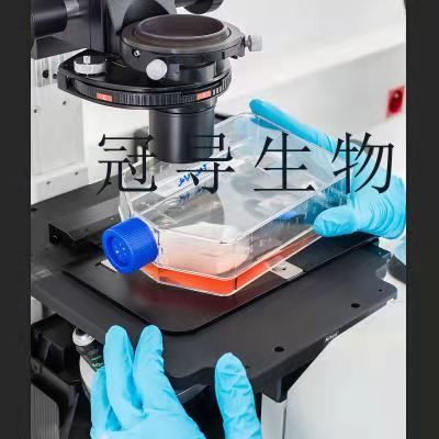Meat Animal Research Center-145 Cells;猴胚胎肾上皮克隆细胞|STR鉴定图谱