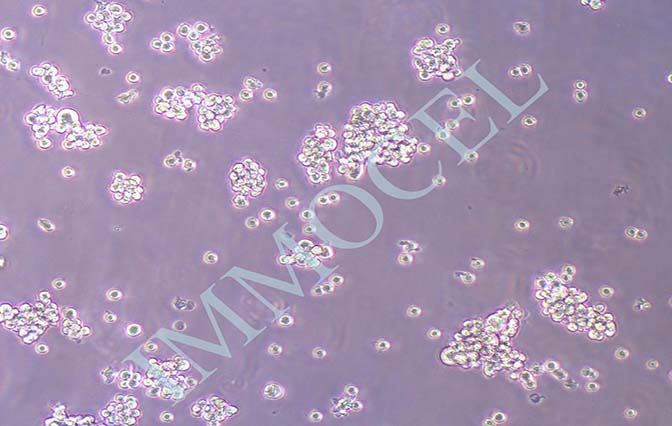 GH3大鼠垂体瘤细胞