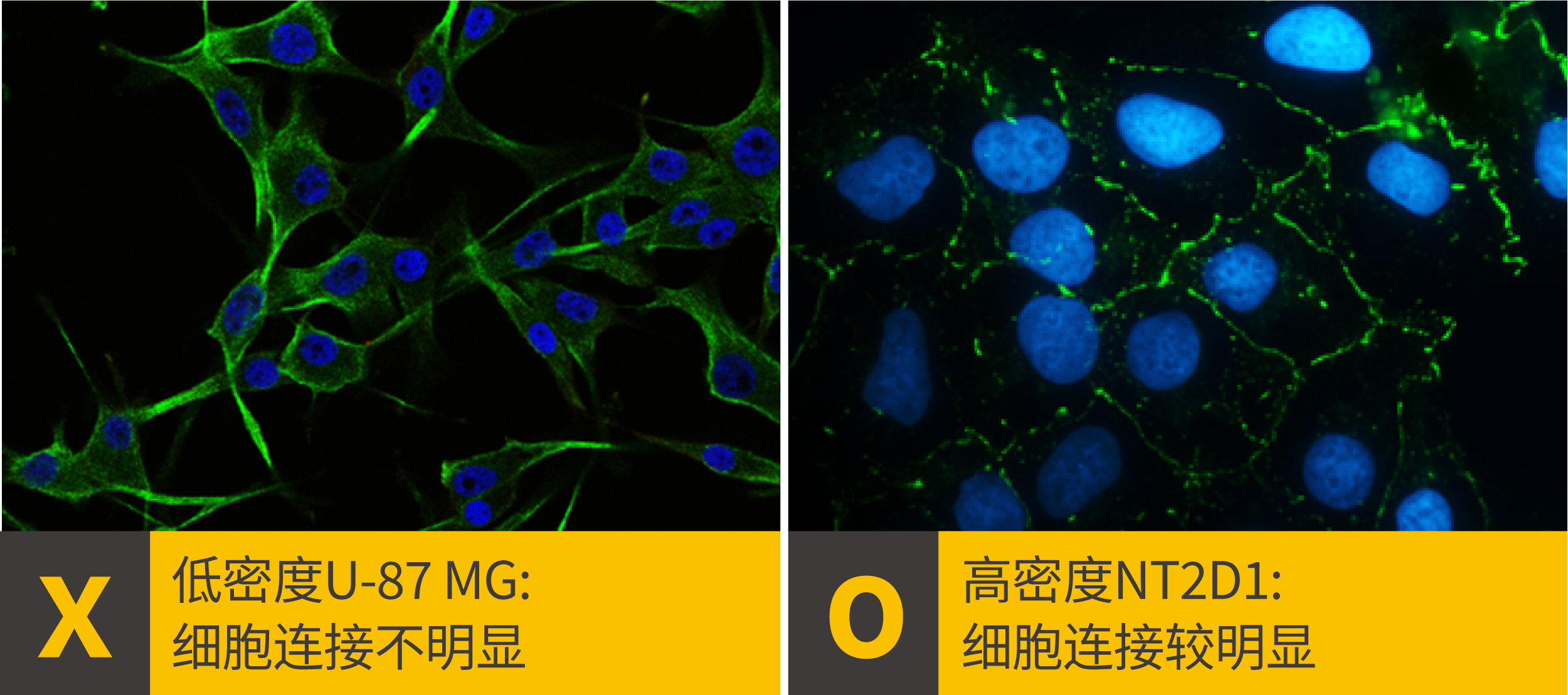 2个ICC/IF染色位置错误该做的事