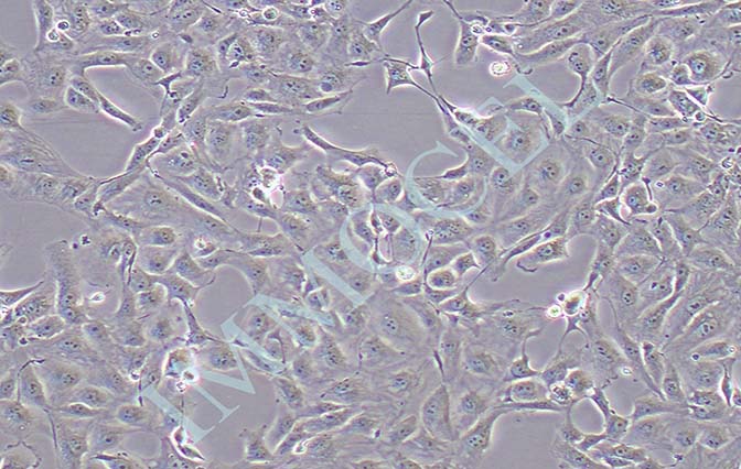 769-P人肾细胞腺癌细胞