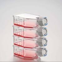 BT-B细胞系、BT-B膀胱癌细胞（含STR鉴定）