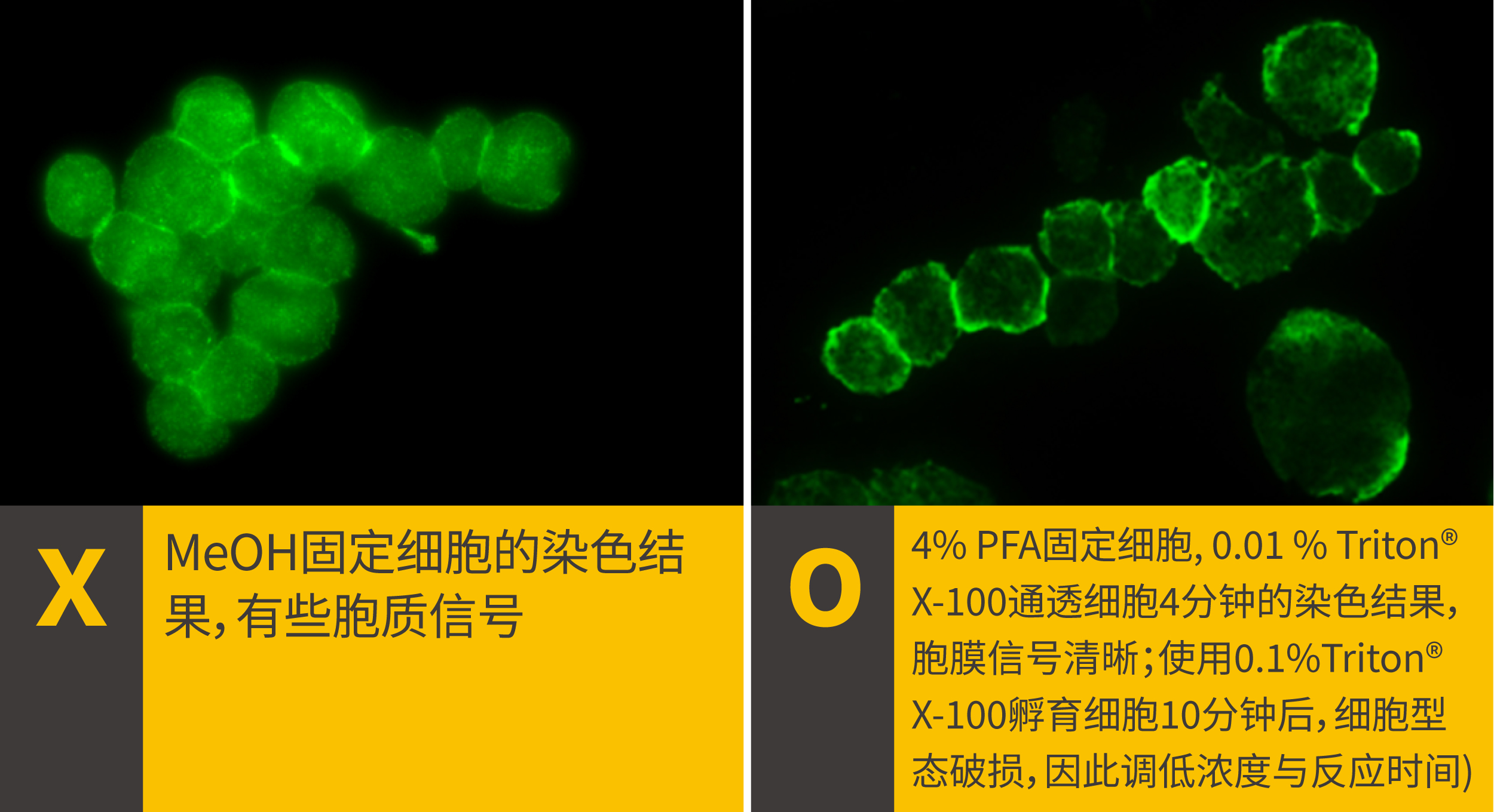 2个ICC/IF染色位置错误该做的事