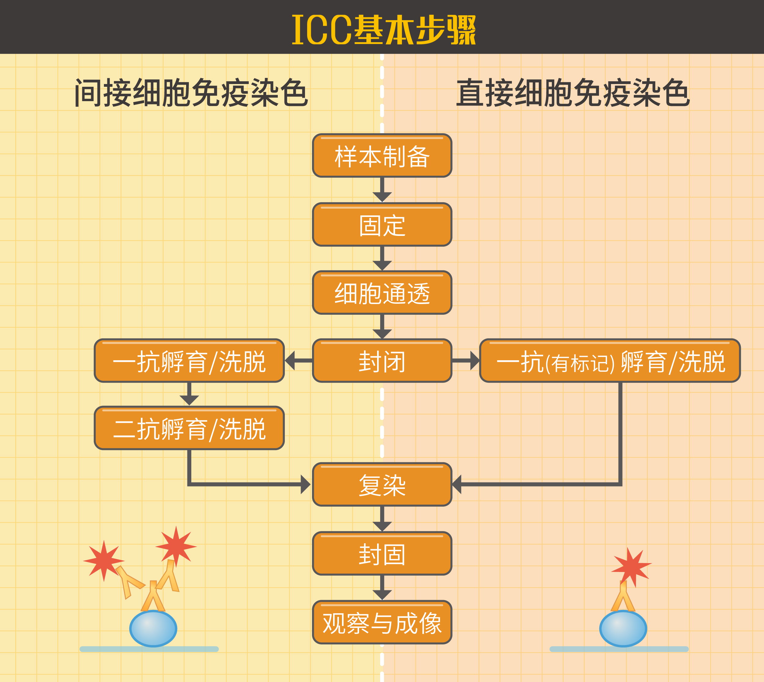 2个ICC/IF染色位置错误该做的事