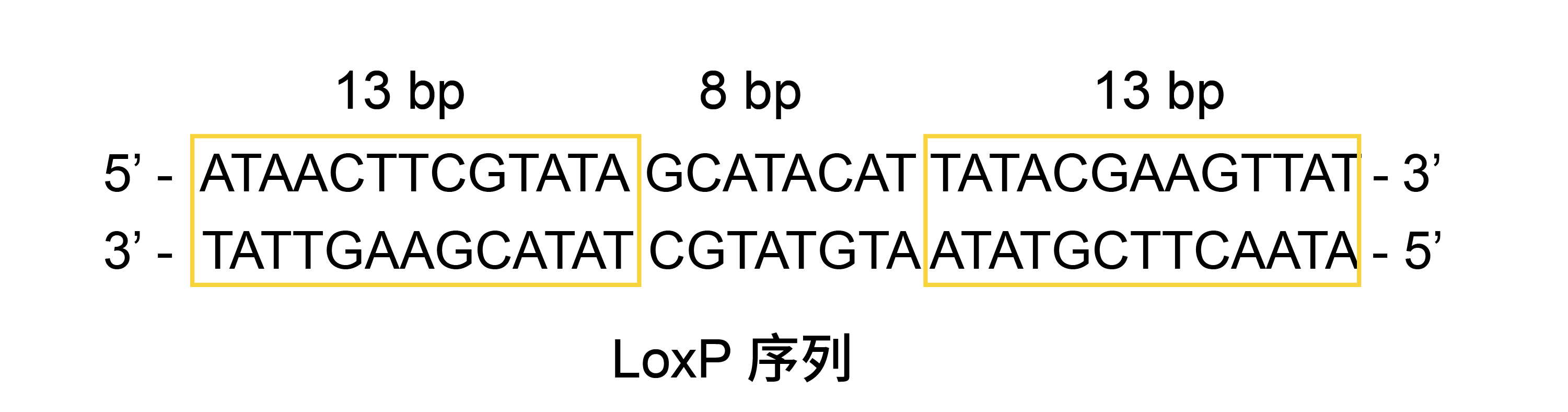 载体家小课堂 | Cre-Lox 条件性表达载体系统