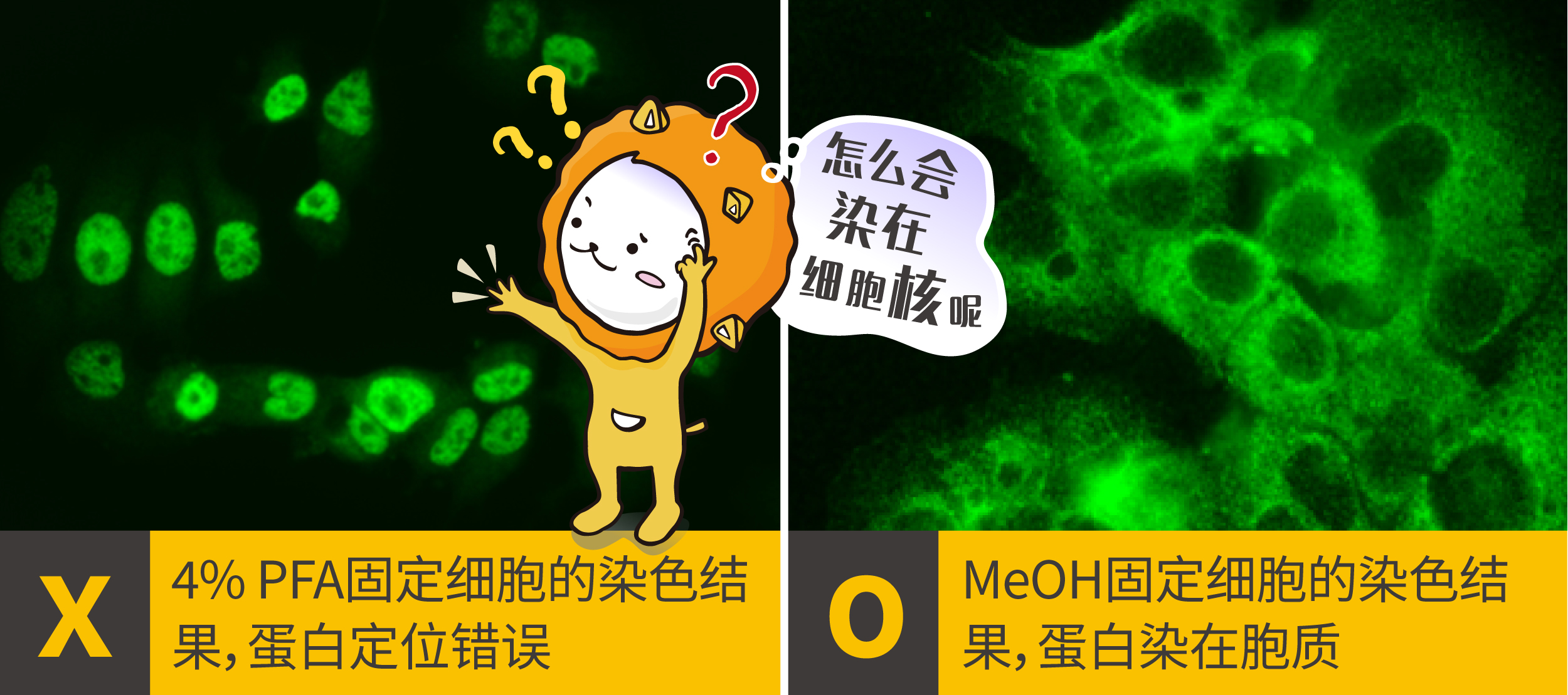2个ICC/IF染色位置错误该做的事