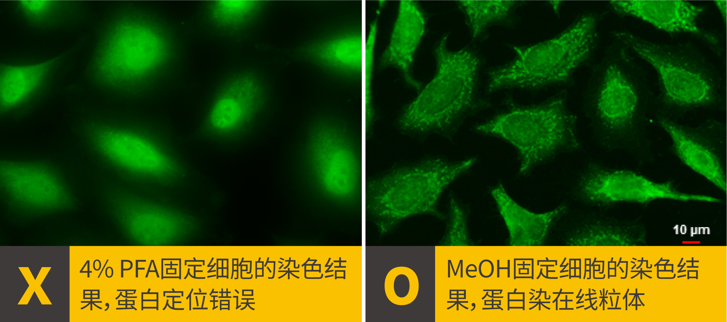 2个ICC/IF染色位置错误该做的事