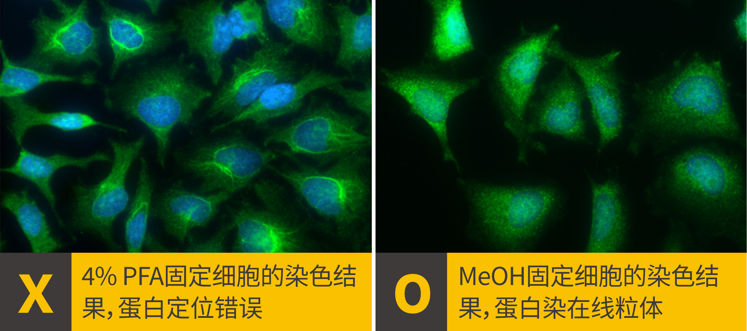2个ICC/IF染色位置错误该做的事