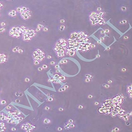 GH3大鼠垂体瘤细胞丨gh3细胞株(immocell)丨逸漠