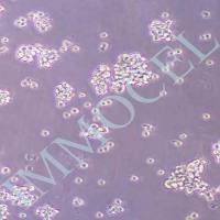 GH3大鼠垂体瘤细胞丨gh3细胞株(immocell)丨逸漠