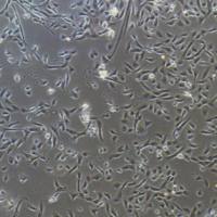 羊骨骼肌细胞/免疫荧光鉴定/镜像绮点（Cellverse）