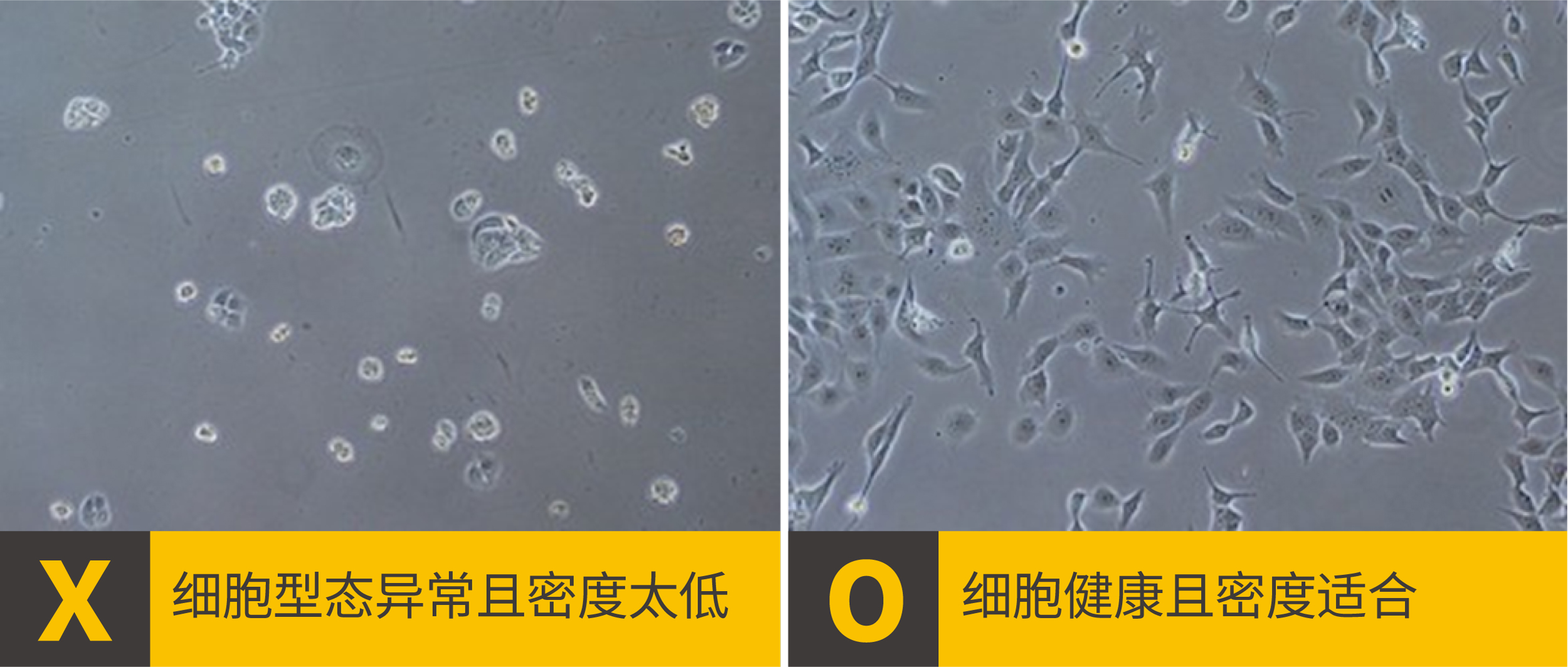 2个ICC/IF染色位置错误该做的事