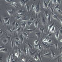 EA.hy926细胞、EA.hy926细胞、EA.hy926细胞