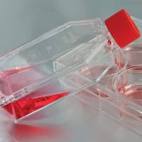 769-P细胞株；769-P肾透明细胞腺癌细胞