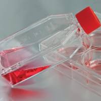 786-O细胞系、786-O人肾透明细胞腺癌细胞;786-O