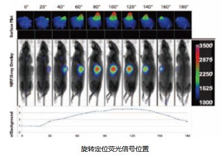 小动物X-Ray成像