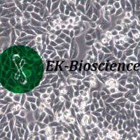 COLO 205细胞系、COLO205人结肠癌细胞