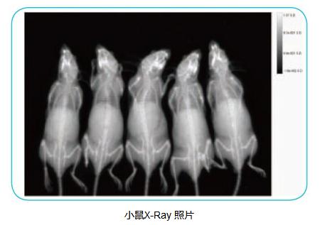 小动物X-Ray成像