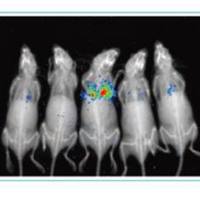 小动物X-Ray成像