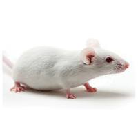 小鼠皮下瘤体内实验