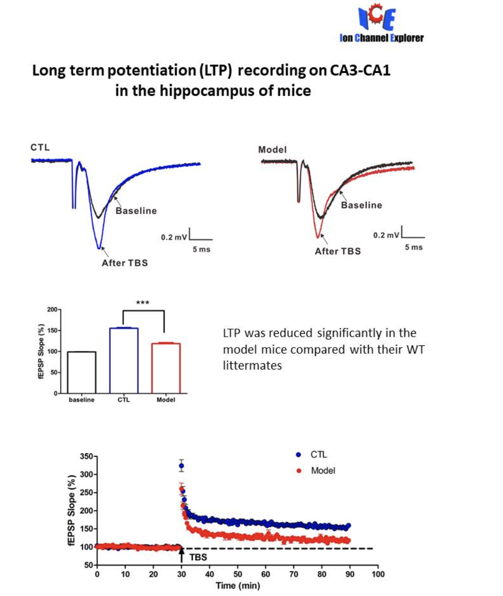 脑片电生理学研究 |膜片钳服务|脑片膜片钳|膜片钳外包