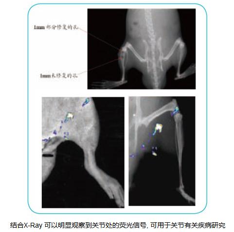 小动物X-Ray成像